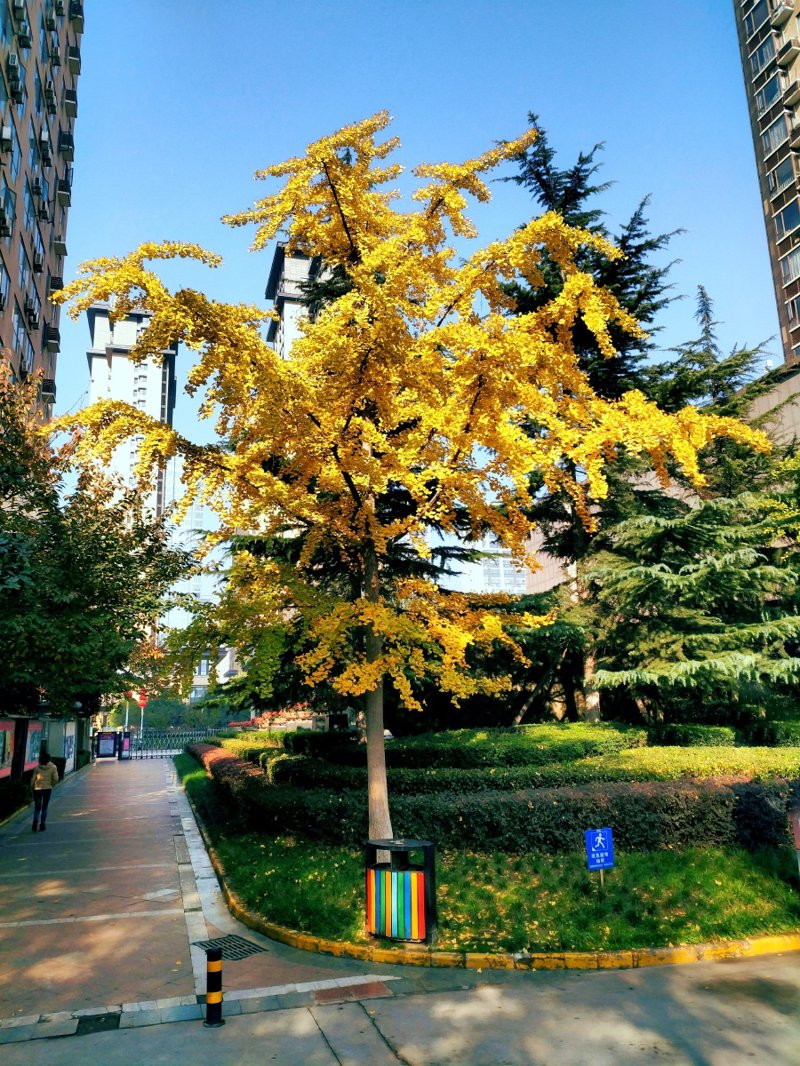 如何高效学习和记忆汉语拼音?
